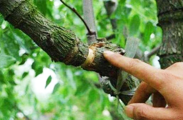 果树环剥后伤口不愈合怎么办?以枣树环剥伤口为例告诉你补救方法