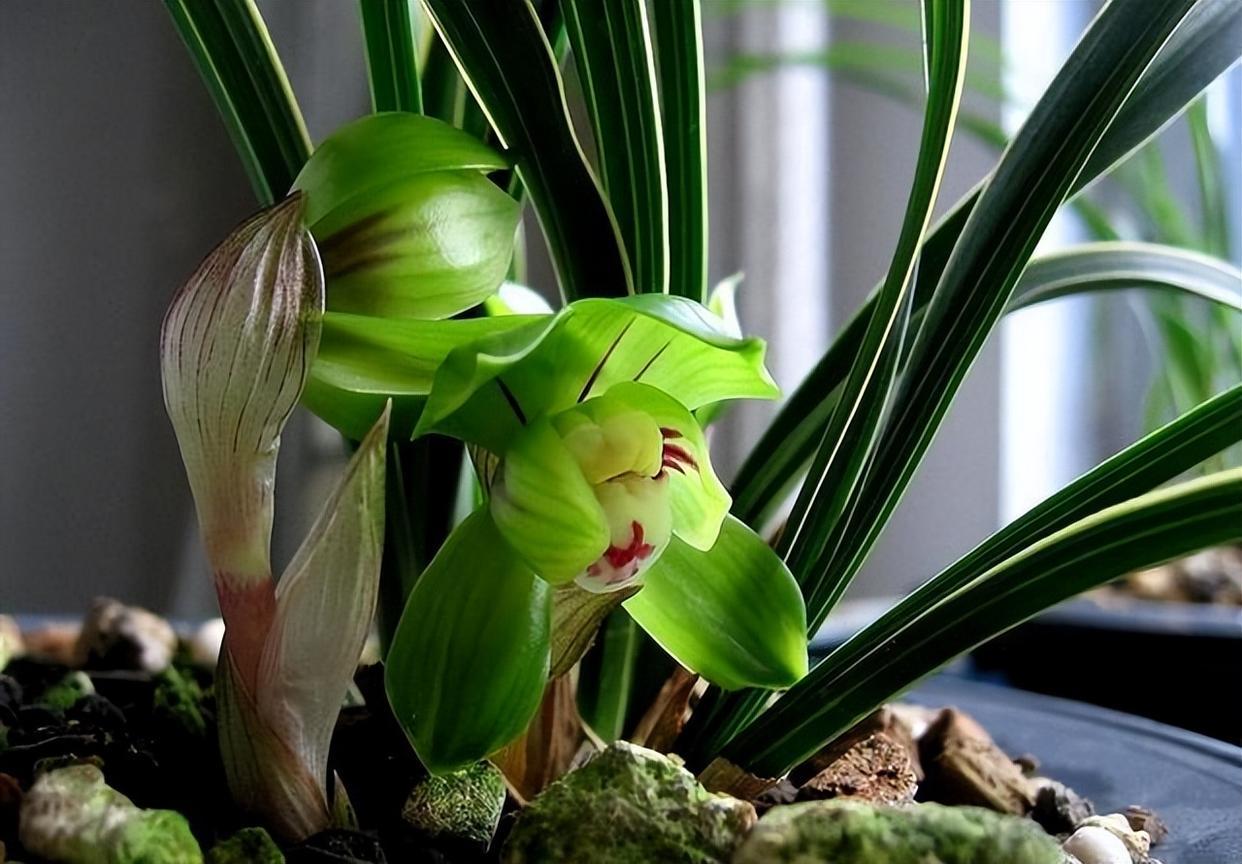 "春兰皇后"绿云,花姿独特,香味浓郁,可净化空气,养一盆很值