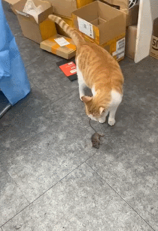 猫是孩子优秀成绩路上的绊脚石