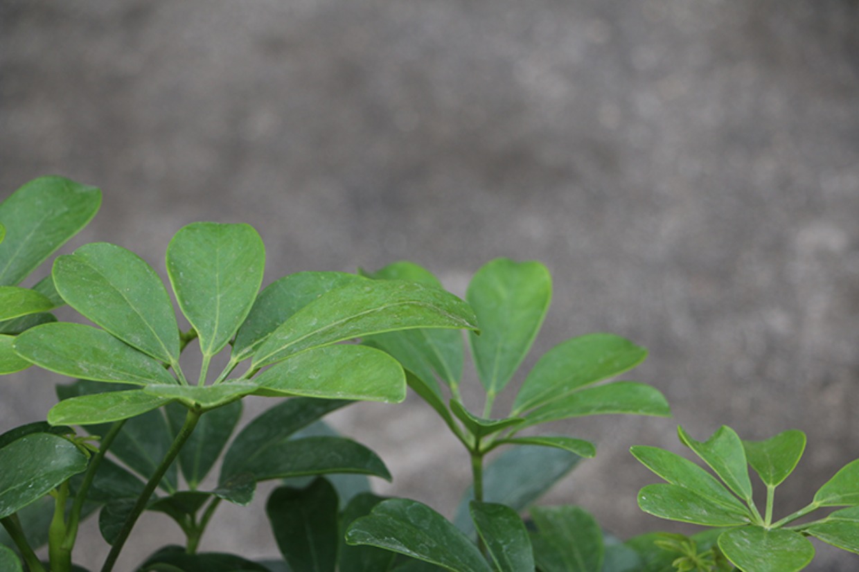 七叶莲可以放在卧室吗?