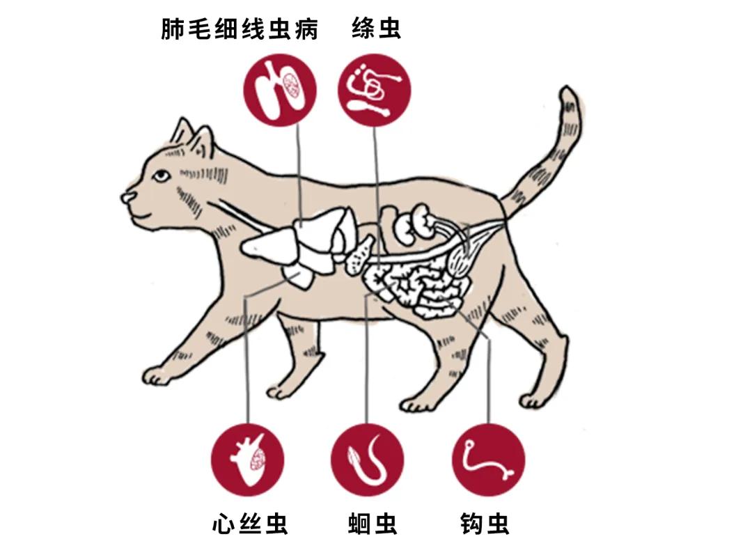 猫咪拉稀便中带血的6个原因,以及解决办法