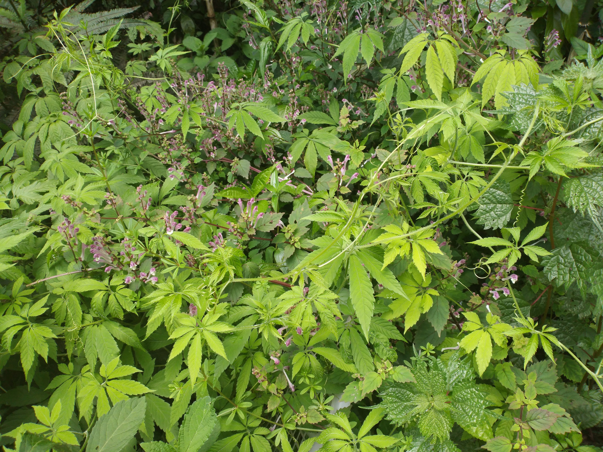 漫山遍野的母猪草:突然成了长生不老药