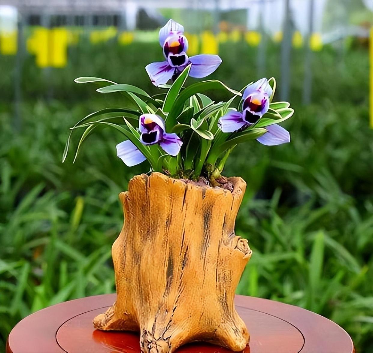 浪漫梦幻的紫色兰花,香气迷人,花姿典雅,值得兰友们居家养护