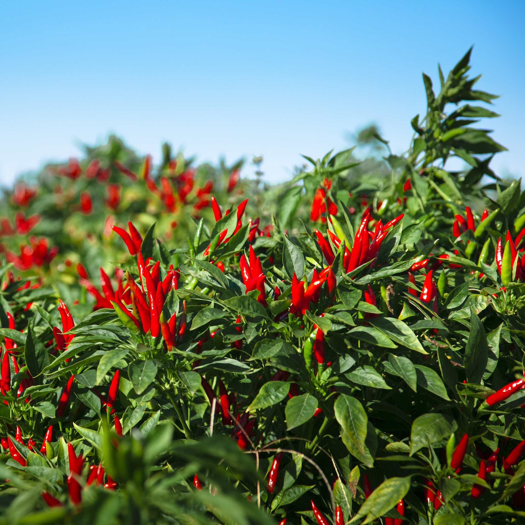 黄瓜留叶贪早,辣椒和西红柿摘过早都不是好事,出现问题就晚了