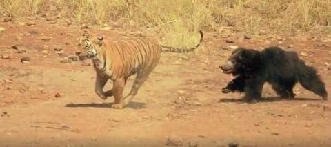 小兴安岭东北虎吃了黑熊,熊真干不过老虎吗?要看啥熊与啥虎去比
