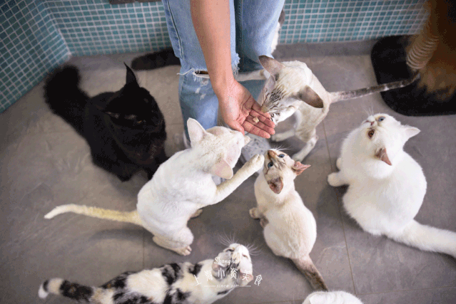 超准!养猫的都是这6类人,你也在其中吗?
