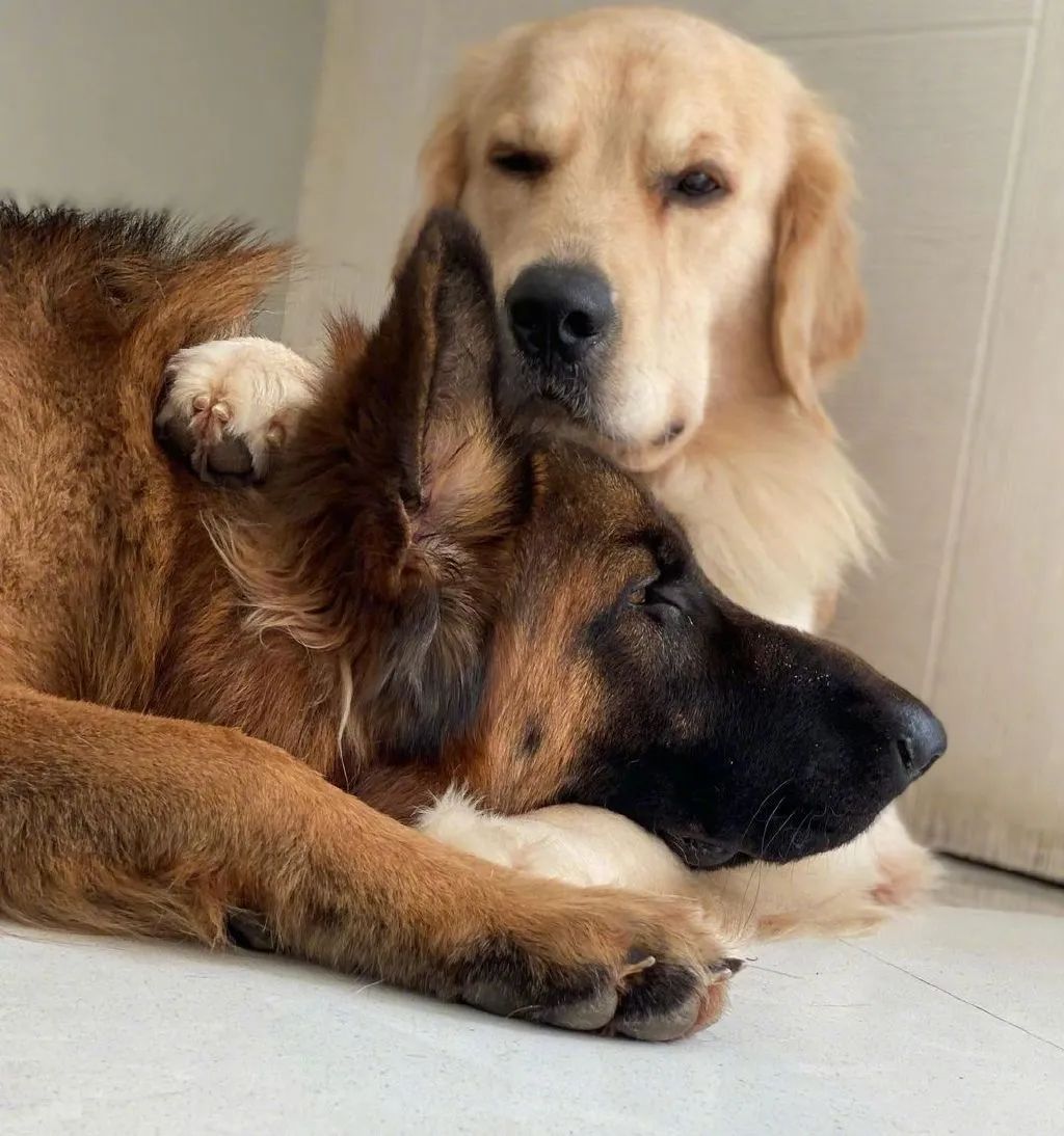 同时养了德牧和金毛,结果它俩灵魂互换了?