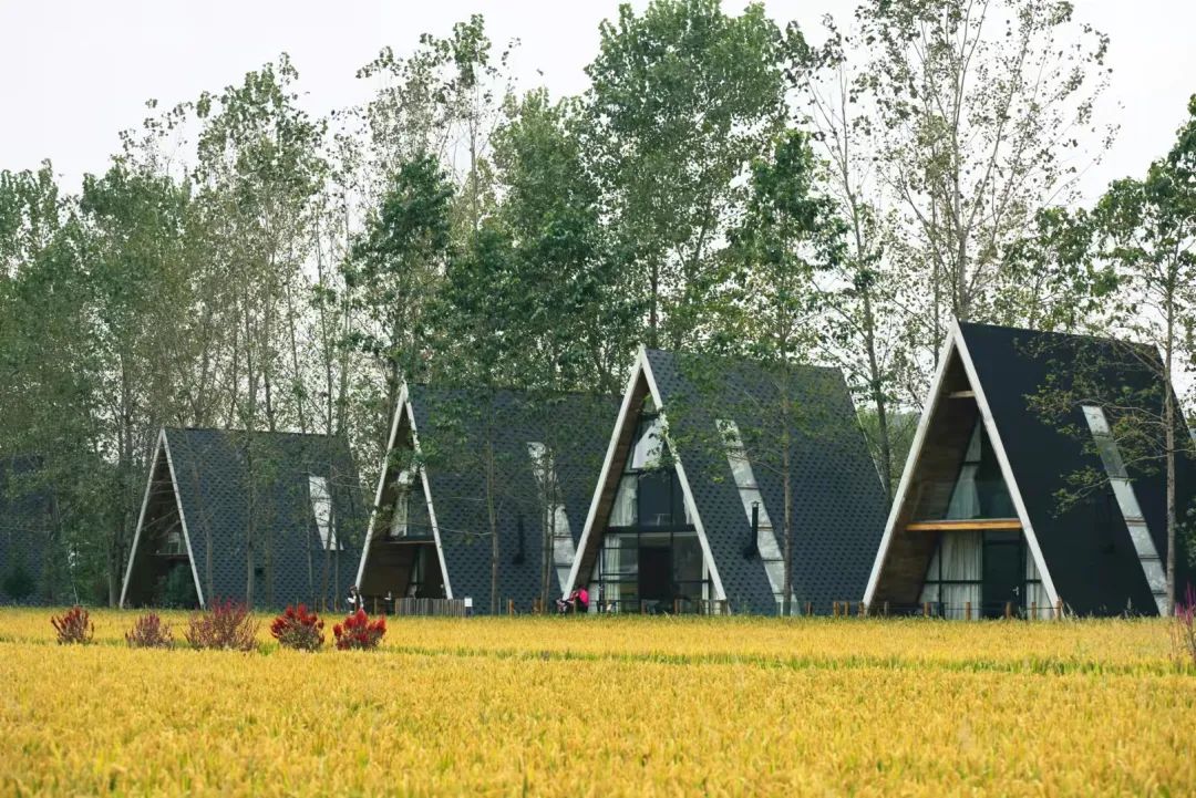 金秋丰收里的诗和远方丨来,去稻田里浪