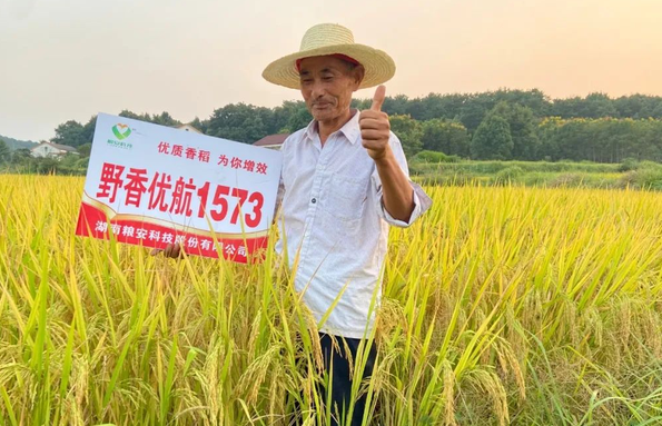 灾年考验显本色,野香优航1573被评为湖南"明星"品种
