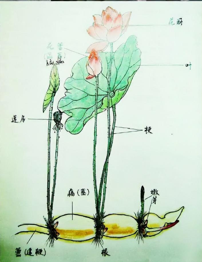 植物奥秘,它们的根茎叶都进行呼吸,可荷花根在水中怎么呼吸?