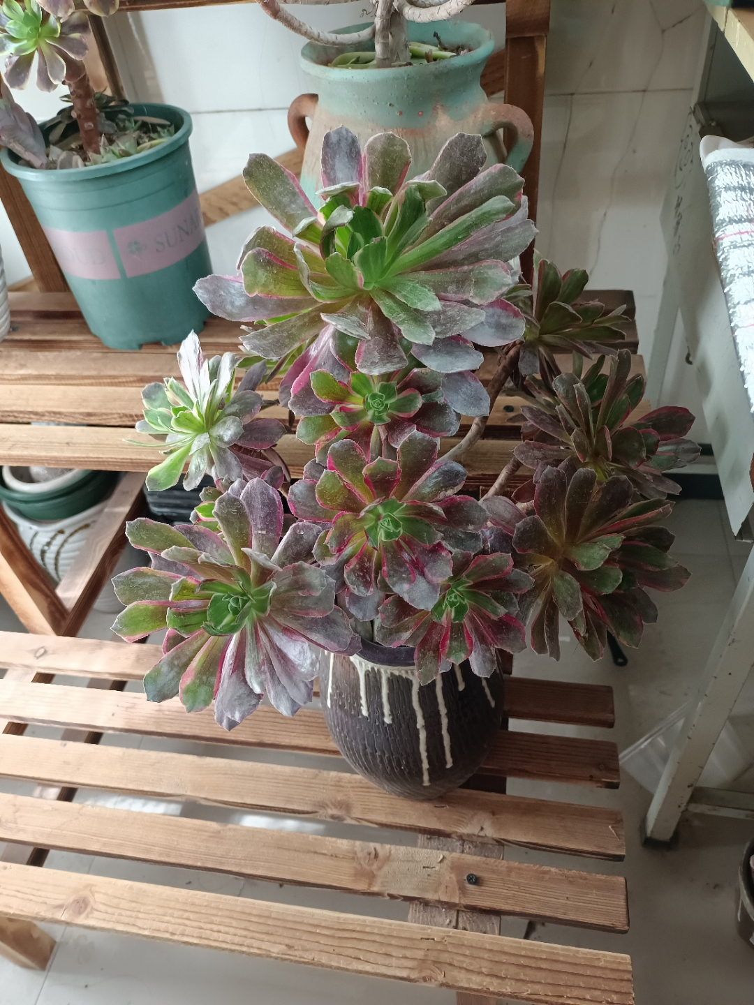 别错过多肉法师"三圣",出状态犹如"水彩画扇",美得无与伦比