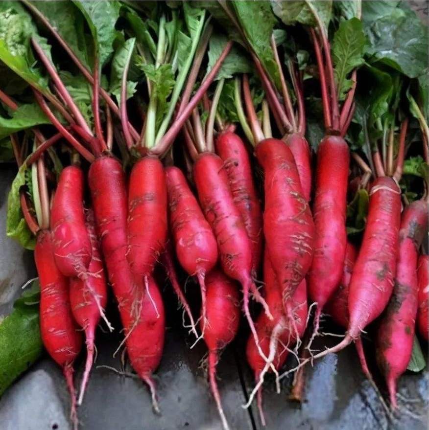 水萝卜露天种植能提高产量,掌握催芽催种你也能种好它