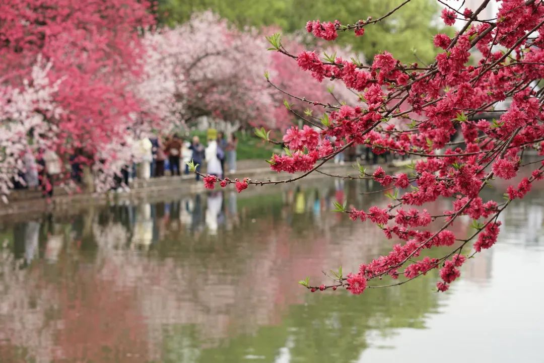 三峡大学桃花图片