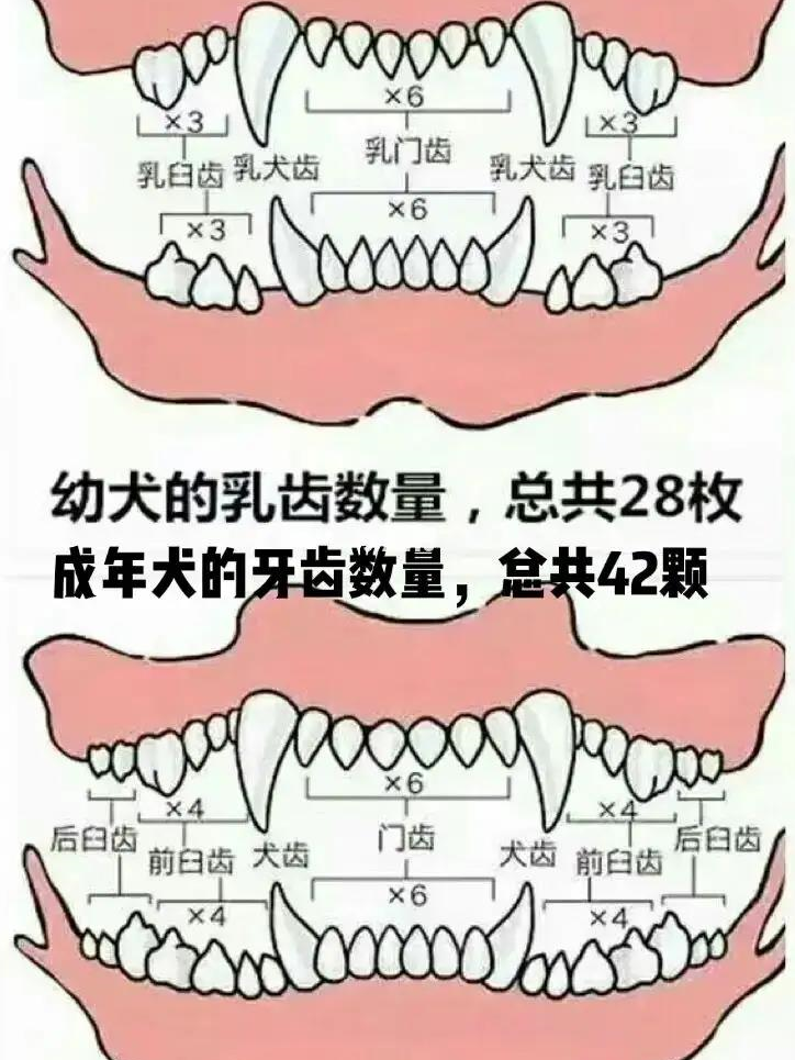 从牙齿状况看狗狗年龄,超准哦