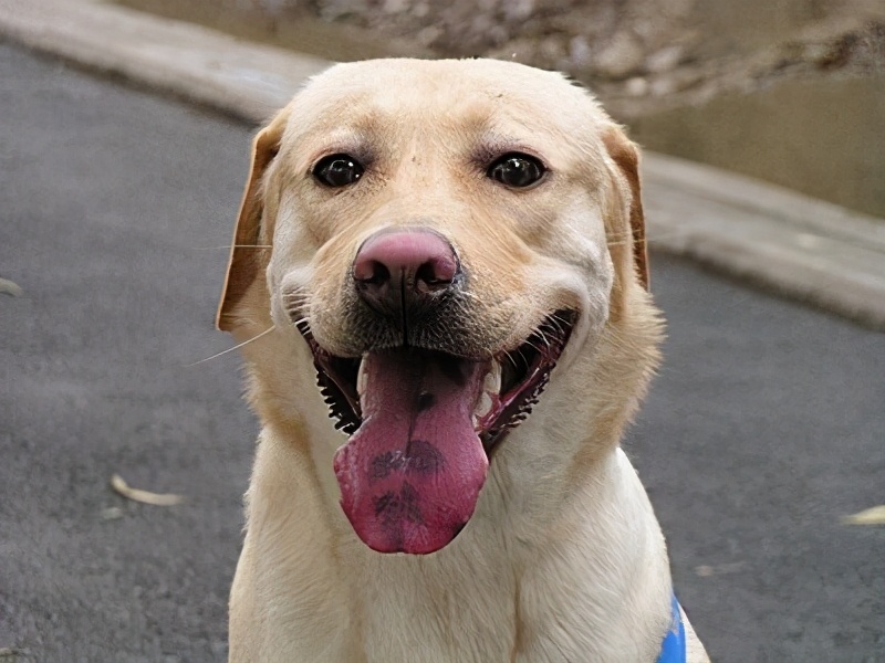 熟记老祖宗这5句口诀,可以帮你挑到"好狗"!