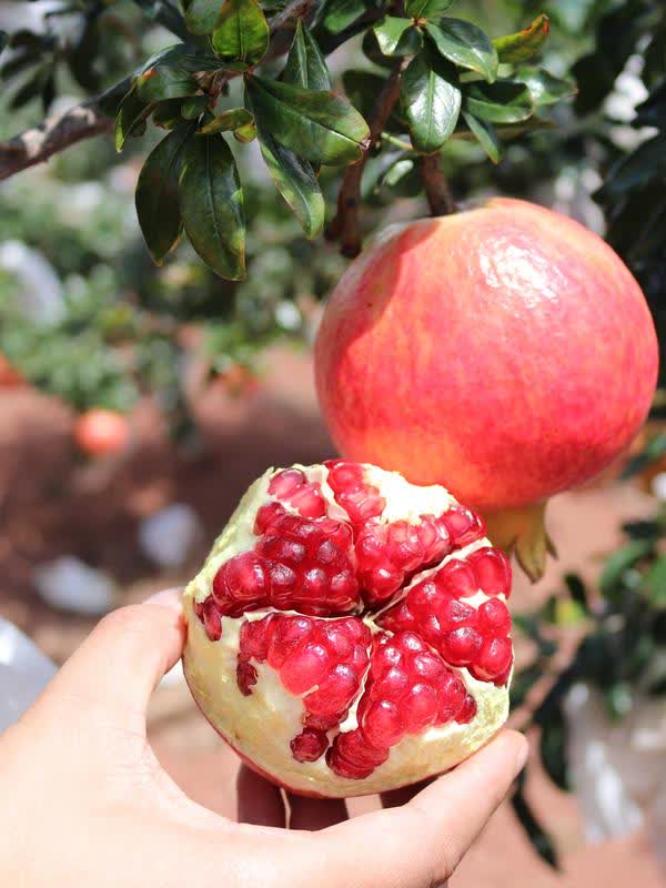 含钙王石榴品种"软籽石榴苗",软籽石榴个头大产量高