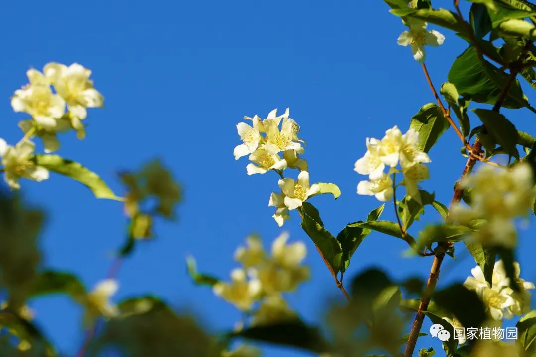 繁而不豔異眾芳——太平花