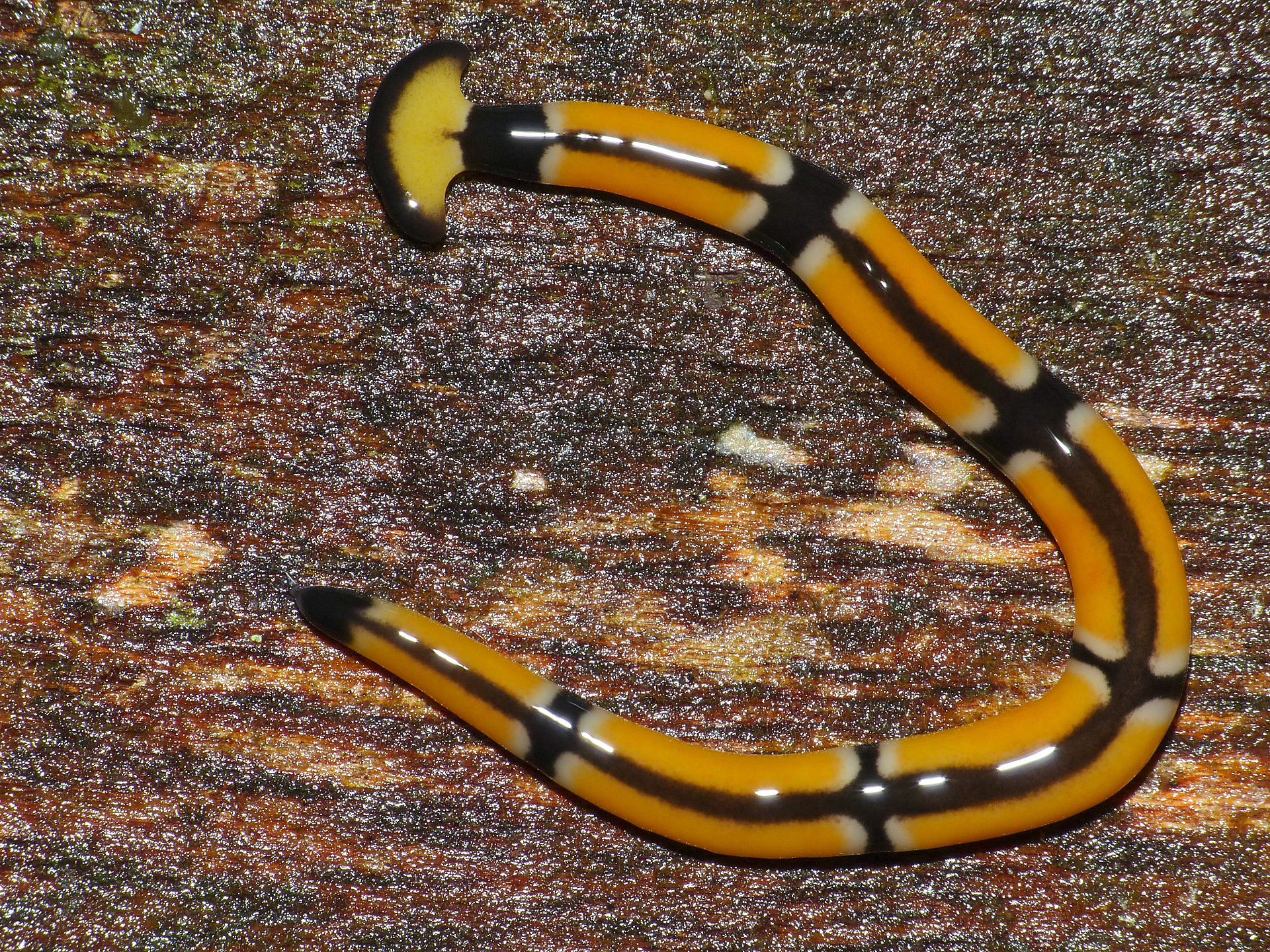 可怕的锤头虫(一种巨型肉食性有毒蠕虫)