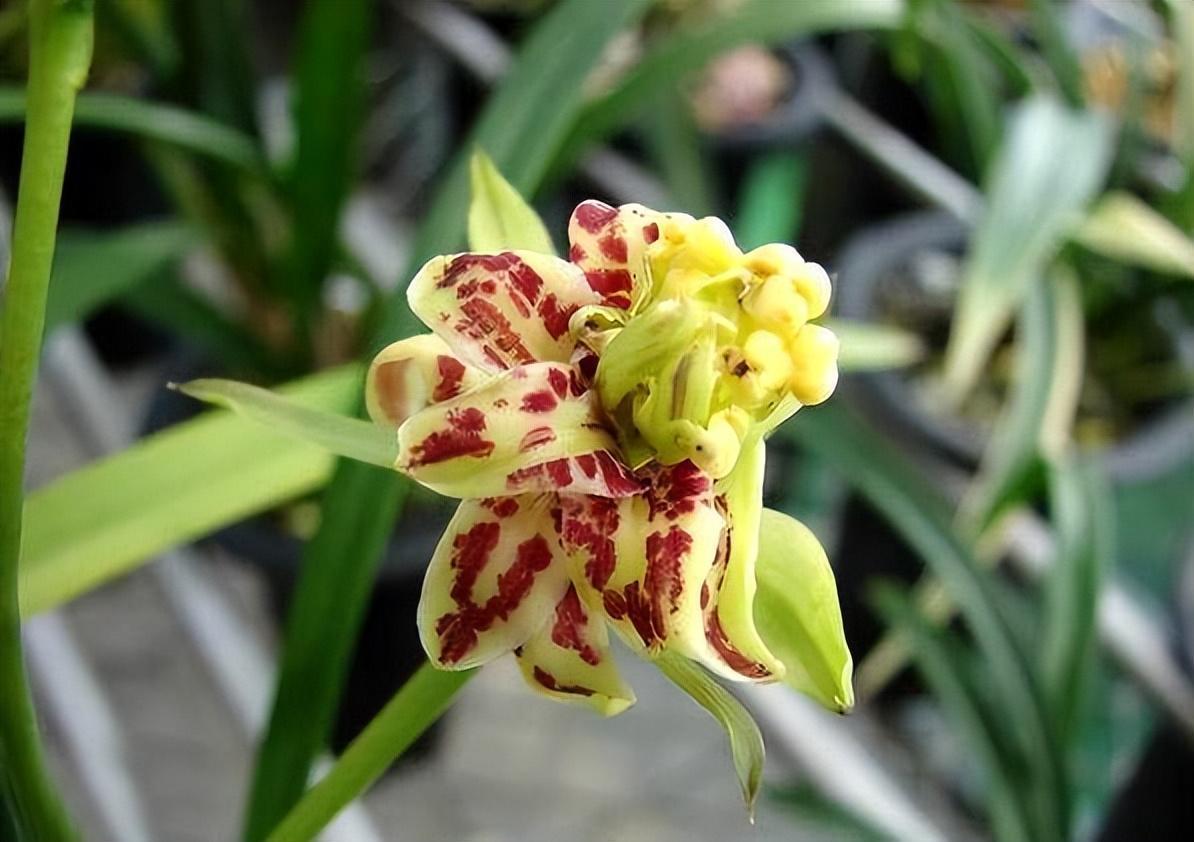 梨山狮王兰花,花型罕见,兰香四溢,带你观赏一下