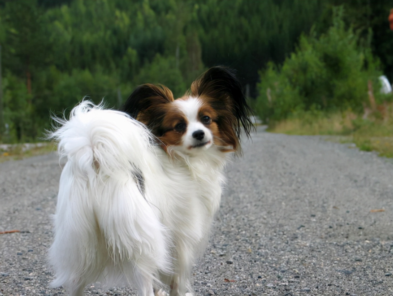 蝴蝶犬:大家都是狗,为什么你要养它,放弃我呢?