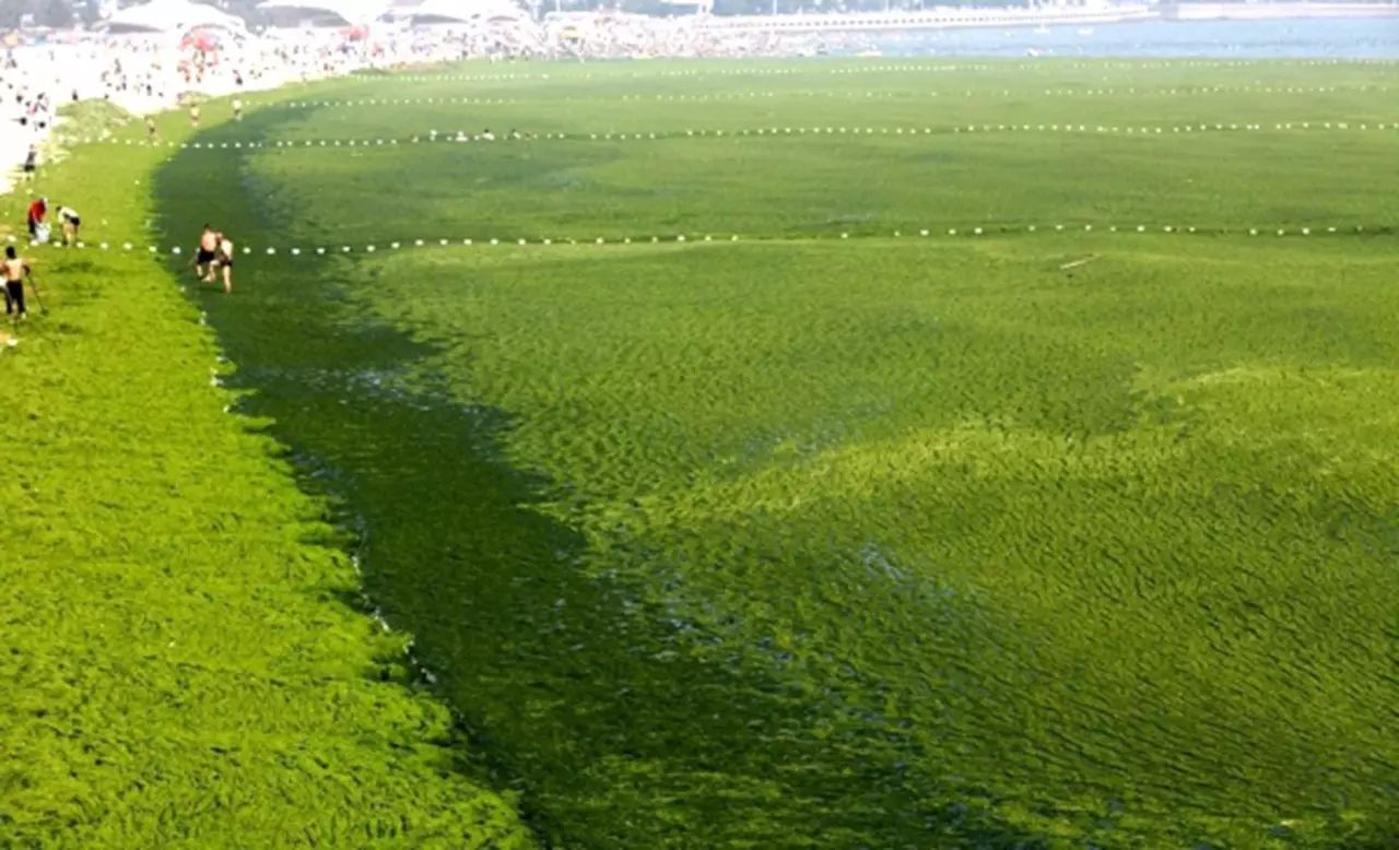 黄海浒苔增长1.3倍,海边浴场变成青青草原,为什么无法彻底消灭