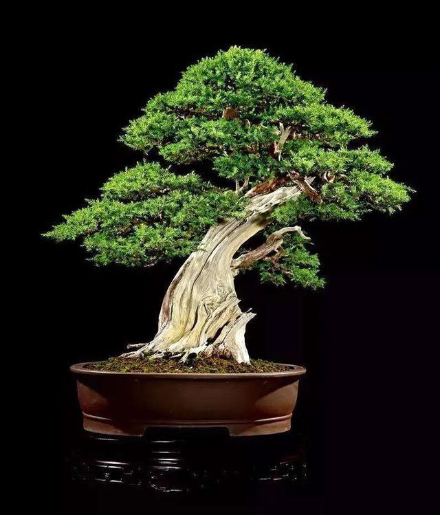 树木盆景6个呵护措施,既保证生长发育,亦维持观赏价值