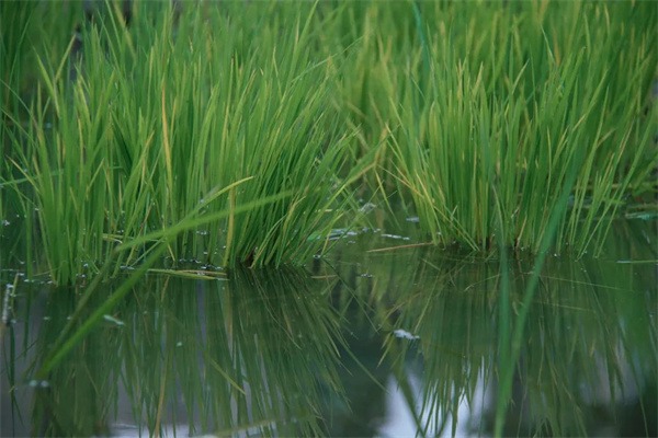 快收藏!成都市龙泉驿区东山国际小学校园风景大片火热出炉