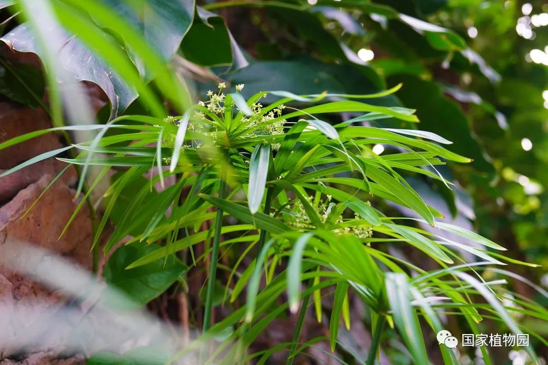 無風自飄逸——風車草