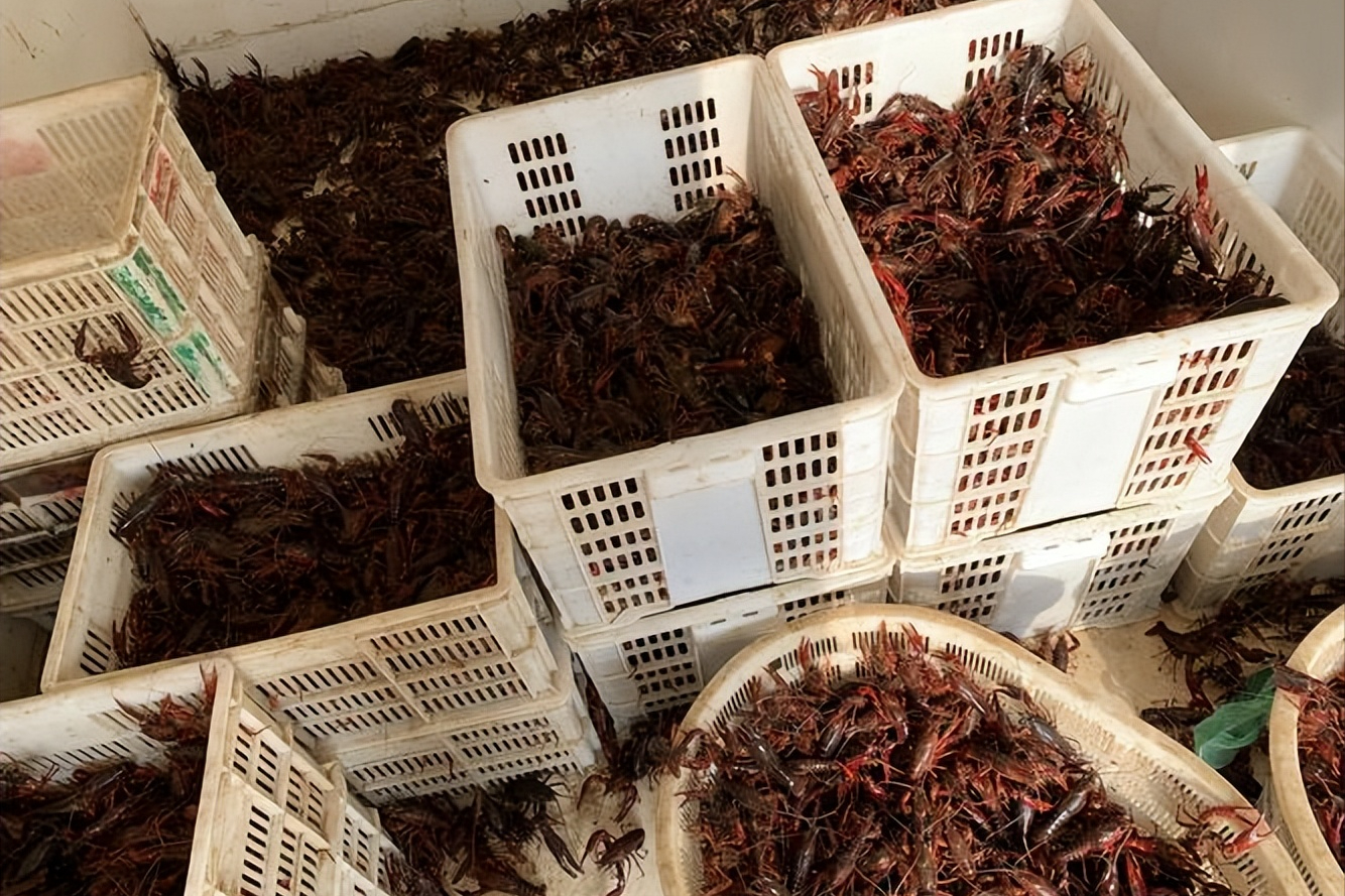 大哥养龙虾总快人一步,打造出千亿元的产业链,他是如何做到的?