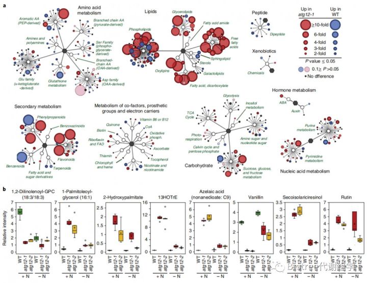 百趣代谢组学文献分享,组学联合分析阐述玉米自噬的影响