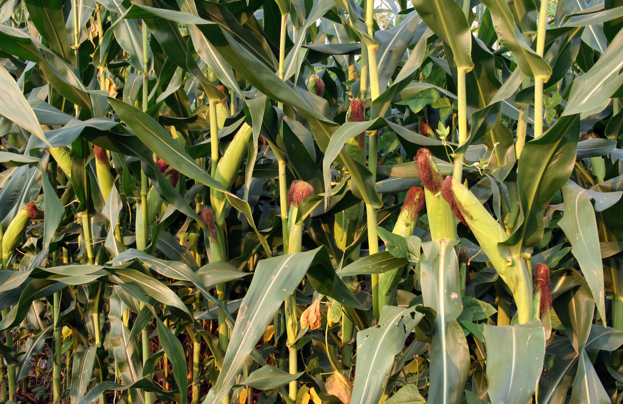 水稻,小麦和玉米这三种粮食作物中,玉米在我国种植面积居然最大