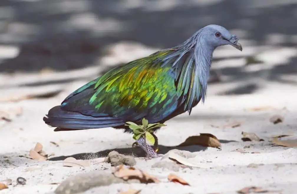 科学家计划复活渡渡鸟,究竟是如何做到的?真实可行吗?