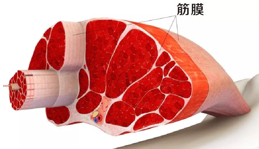 项背肌筋膜炎是一种肌肉,筋膜的无菌性炎症,会导致患者长期疼痛