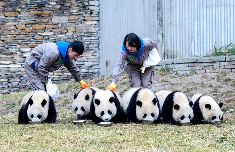 始熊猫圈养图片