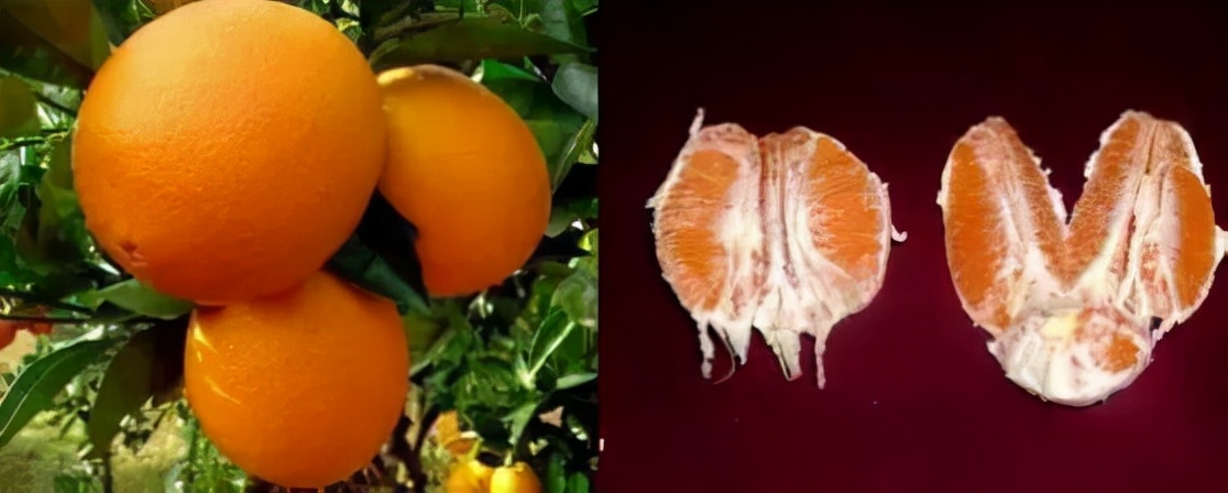 脐橙公母区别图片