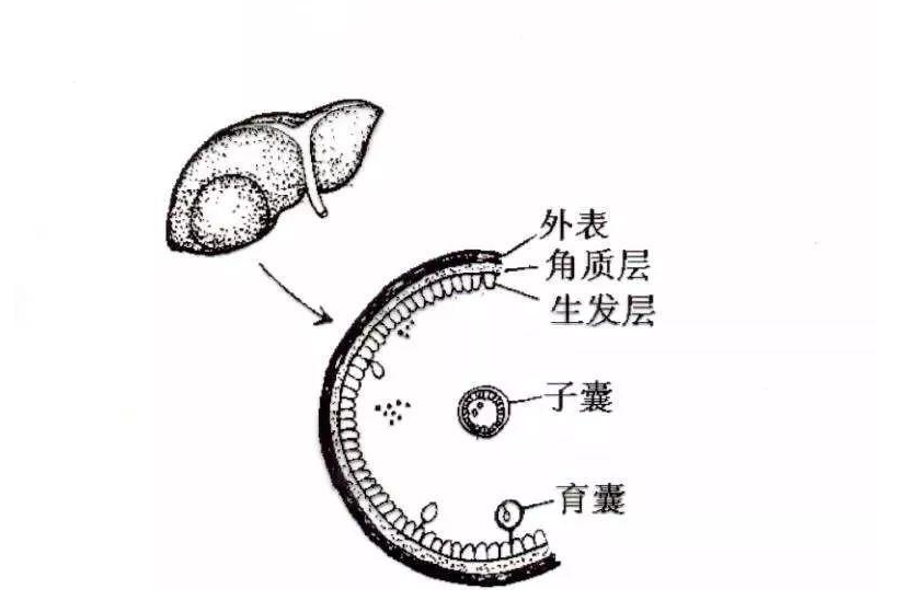 棘头虫结构图图片