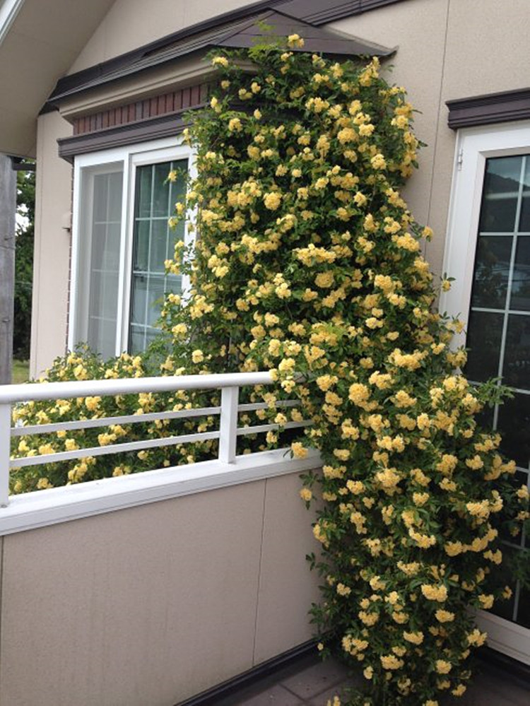 风情万种黄木香,爬到哪儿美到哪儿,花墙拱门无所不能,养花首选