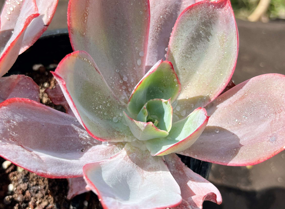 多肉肯尼迪,有时像白玫瑰,有时又像晚霞,不过不管像谁它都美!