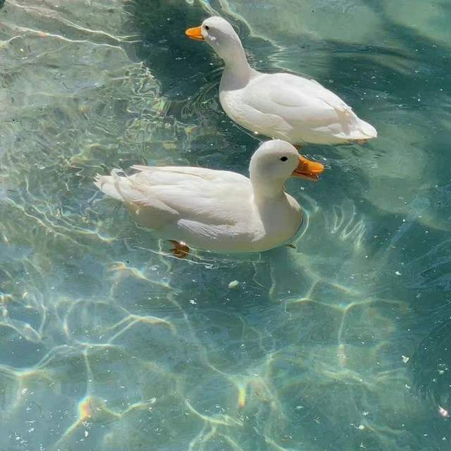 攒了一些好看的夏日朋友圈背景图