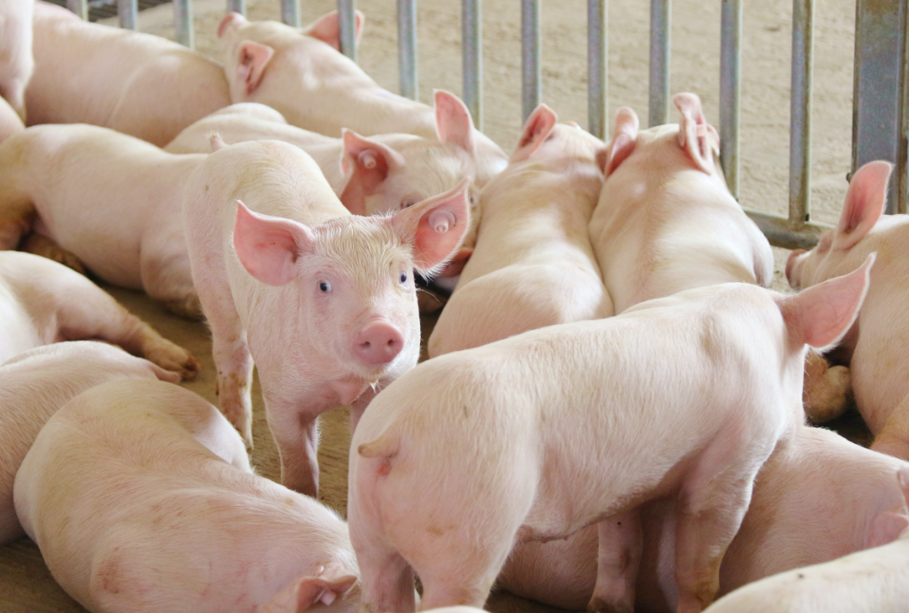 回顾:高盛在中国养猪所图甚大,终极目标,做空中国进而收割中国