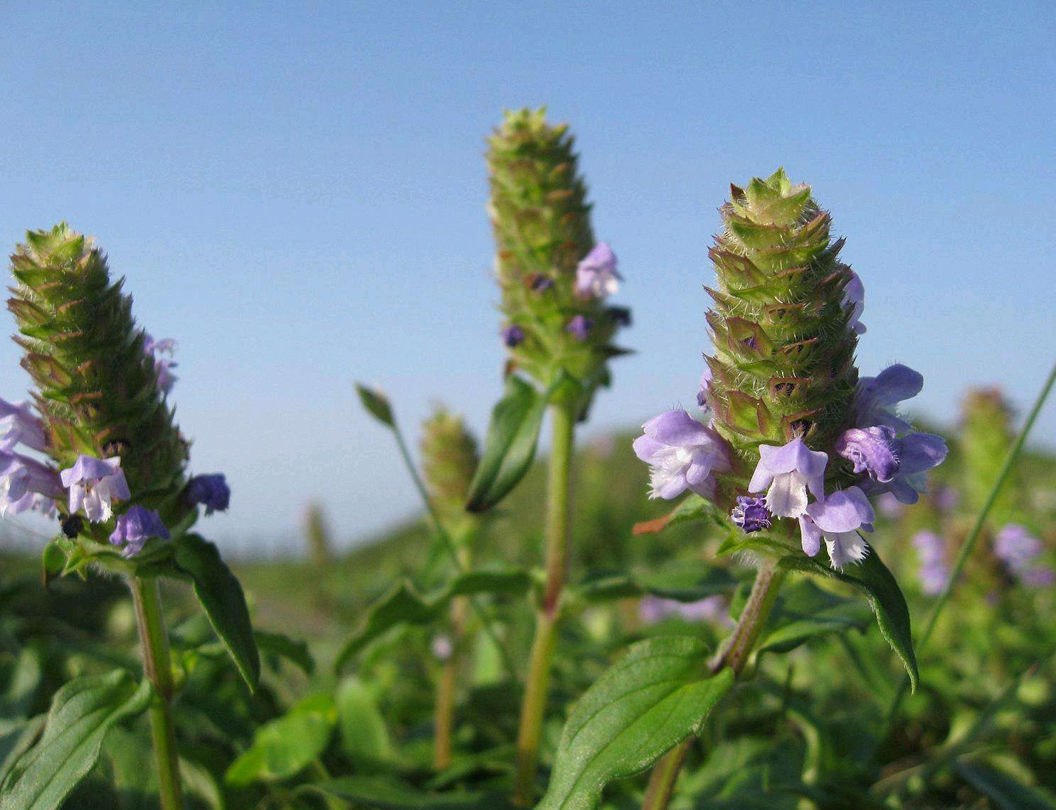 农村常见的3种"凉茶草",秋季煮水喝有妙用,了解下