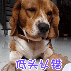 狗狗做错事后,会有这几种认错行为,希望主人能原谅它!