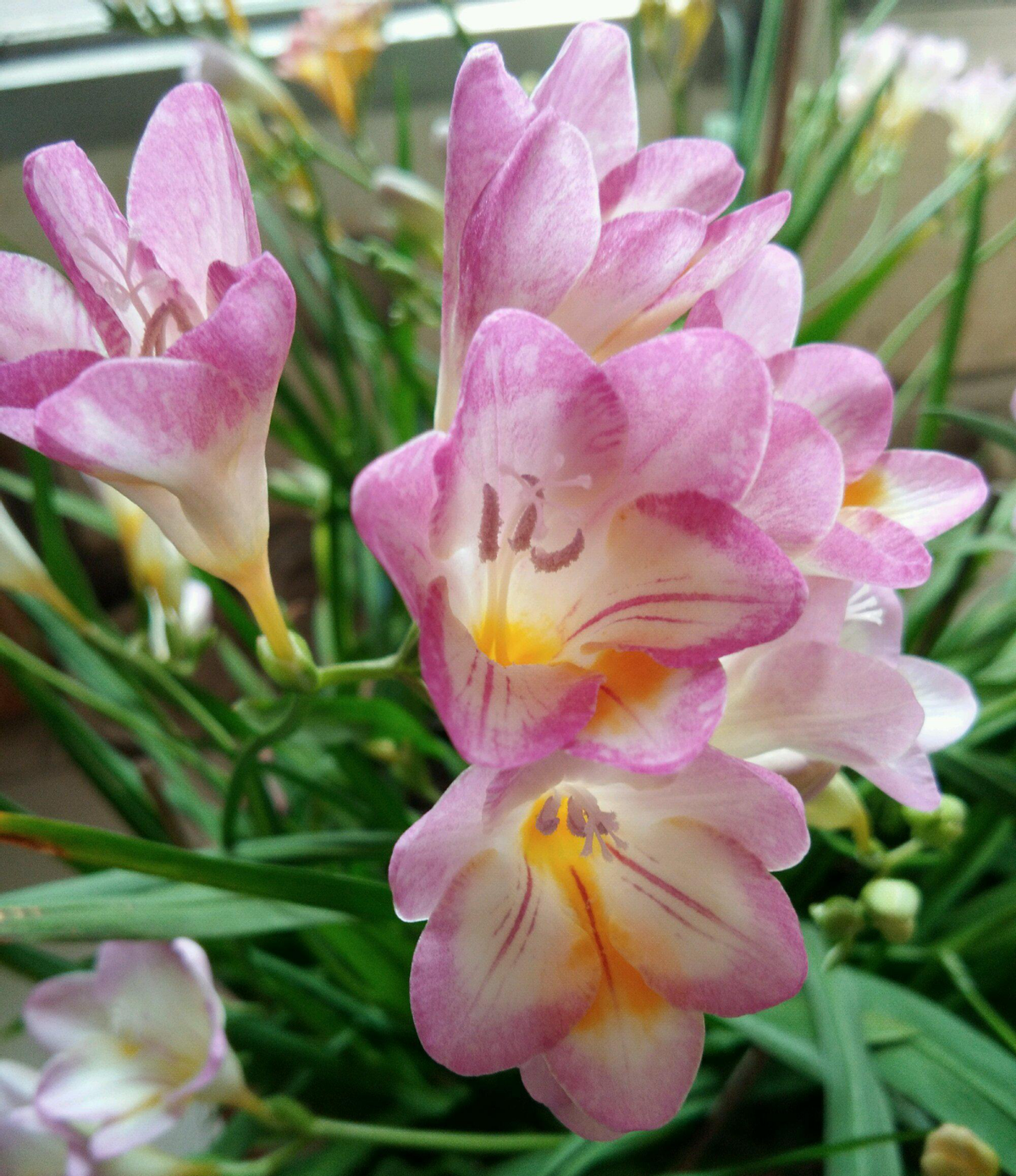 香气迷人的11种花,颜值都很高,非常值得入手!