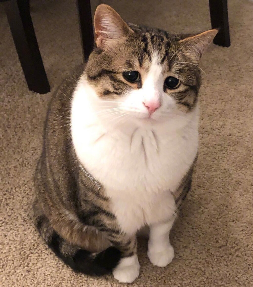 猫咪这几个动作,是在发出"求救信号",你的忽视会害了它