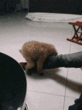 泰迪"爱你入骨"的表现,中了两条以上,你很幸福!