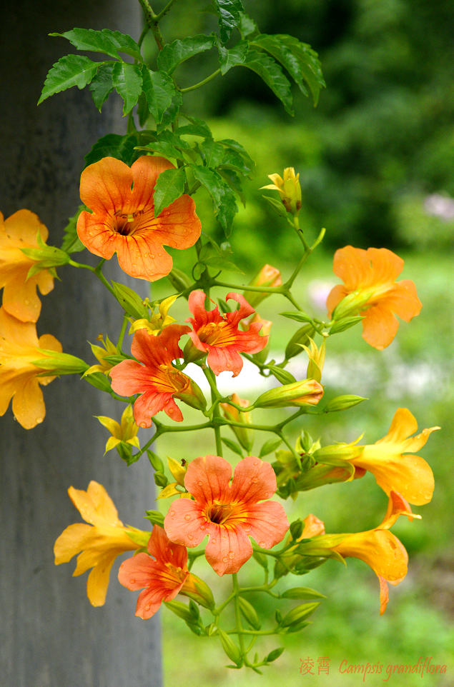 粉花凌霄,有少女心,也有凌云志|花名册no.00170