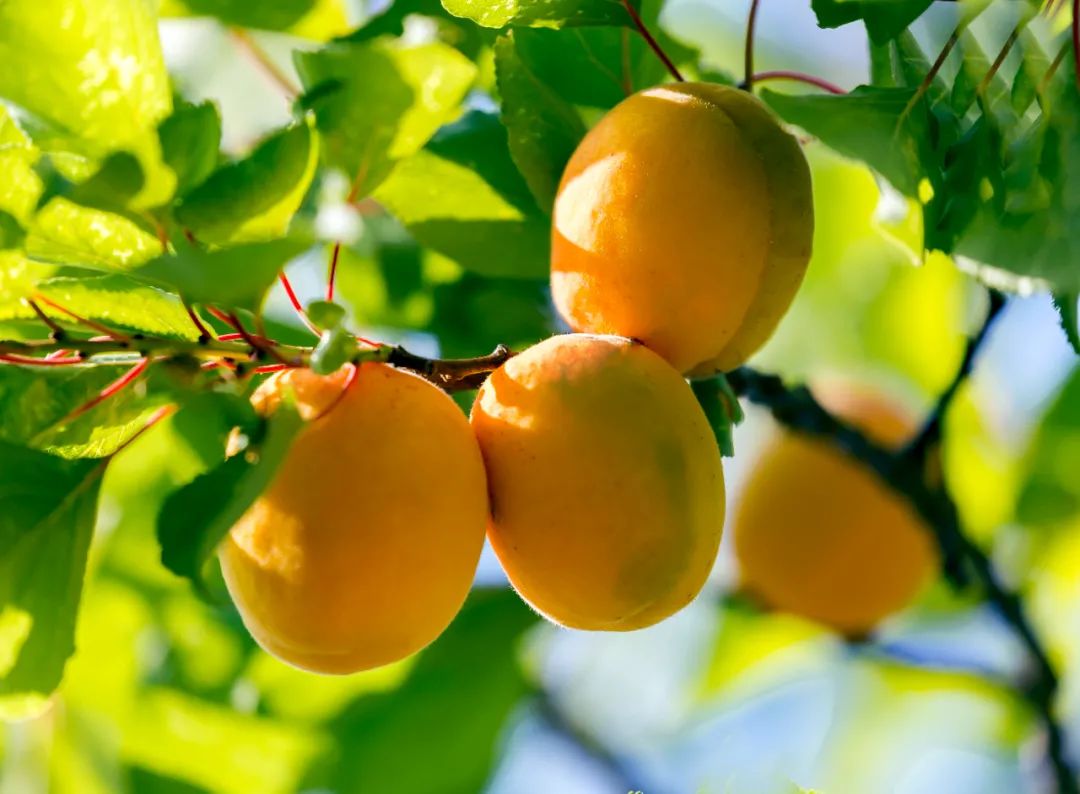8首夏日田园诗,梅子熟时,花开半夏,美到心醉!