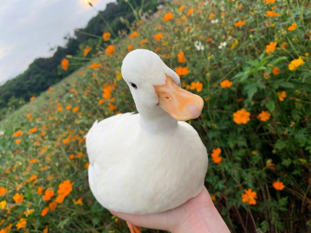 柯尔鸭是宠物鸭的天花板,如何饲养,你需要掌握这些方法
