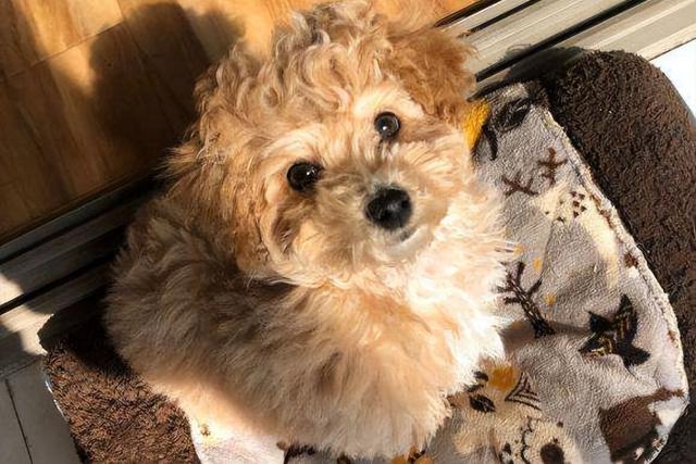 养泰迪的7大好处!不瞒你说,这是有科学依据的