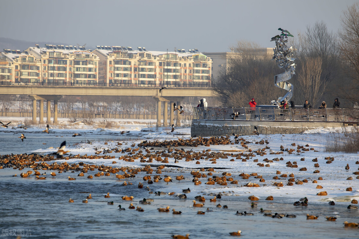 吉林省松花江野鸭在长白岛吃"流水席",吸引了许多市民观看拍照